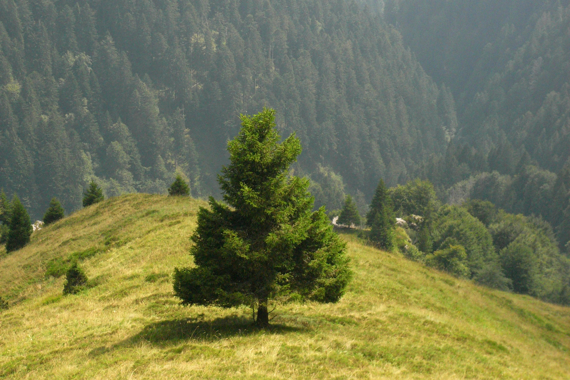 Baum, Alpen