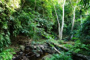 Dschungel, Costa Rica