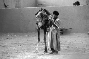 Kamel, Marokko