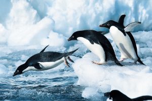 Antarktis Pinguine bei Carus Reisen